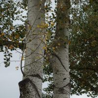 Peuplier grisard, Peuplier gris de l’Oise