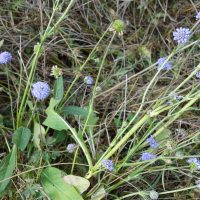 Succise des prés, Mors du diable