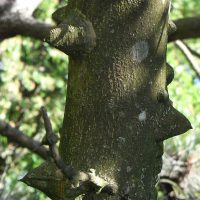 Poivrier de Sichuan, Clavalier à feuilles de frêne,