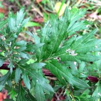 Armoise vulgaire, Armoise commune, Herbe de la Saint Jean, Herbe aux cent goûts
