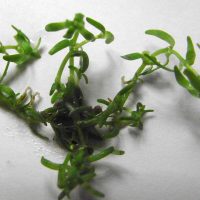 Callitriche des marais, Etoile d’eau des marais