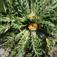 Carline à feuilles d’acanthe, Chardouse