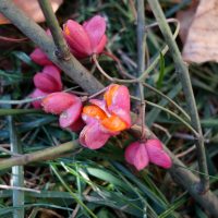 Fusain d’Europe, Bois carré, Bonnet de cardinal, Bois à lardoires