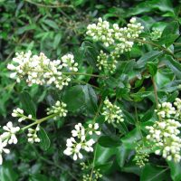 Troène vulgaire, Bois noir, Raisin de chien, Frézillon