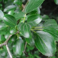 Nerprun purgatif, Noirprun