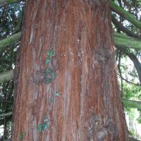 Séquoia toujours vert, Séquoia à feuilles d’if, Séquoia de Californie, Redwood de Californie