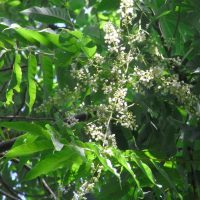 Cédrèle de Chine, Acajou chinois