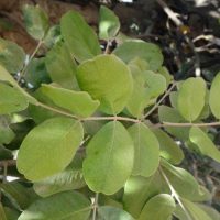 Caroubier, Caroubier silique, Fève de Pythagore, Pain de Saint Jean-Baptiste, Figuier d’Égypte