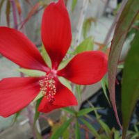 Etoile du texas, Ketmie écarlate