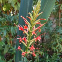 Gingembre commun, Gingembre officinale