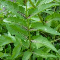 Ache faux cresson, Ache nodiflore