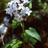 Lunaire vivace, Lunaire odorante