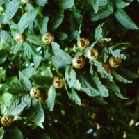 Néflier d’Allemagne