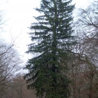 Epicéa commun, Faux Sapin, Sapin rouge, Pesse