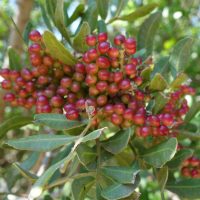 Pistachier lentisque, Arbre au mastic, Lentisque