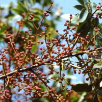 Pistachier térébinthe, Térébinthe