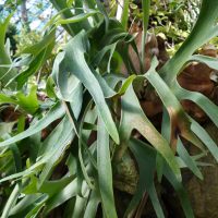 Platycerium bifurqué, Fougère corne de cerf, Corne d’élan