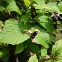 Rhodotypos grimpant, Faux Corète, Perle de jais noir