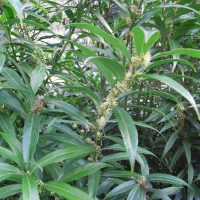 Sarcocoque à feuilles de saule, La Bonbonnière