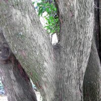 Arbousier, Arbre aux fraises, Fraisier en arbre