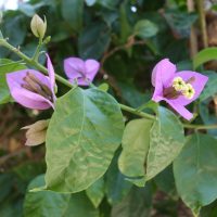 Bougainvillée, Bougainvillier