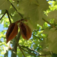 Flamme australienne, Brachychiton à feuilles d’érable