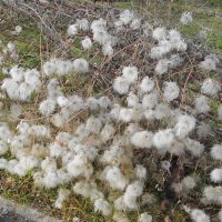 Clématite tibétaine