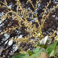 Aralie à papier de Chine, Plante à paille de riz