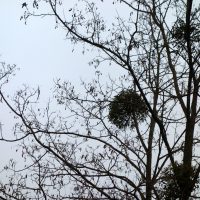 Gui commun,  Verquet, Vert de pommier, Bouchon, Gui des feuillus , Bois de la Sainte- Croix, Blondeau