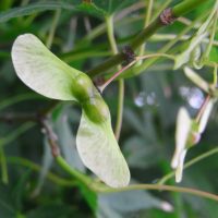 Erable palmé, Erable du Japon, Patte de grenouille