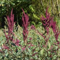 Amarante couleur de sang, Amarante rouge, Amarante sanglante, Amarante paniculée, Amarante graine