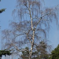 Bouleau pendant, Bouleau verruqueux