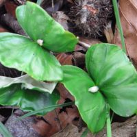 Hêtre commun, Foyard, Fayard, Fouteau