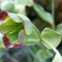 Hellébore fétide, Pied de griffon, Patte d’ours, Herbe d’arbalète