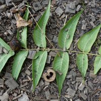 Noyer noir, Noyer d’Amérique, Noyer de Virginie