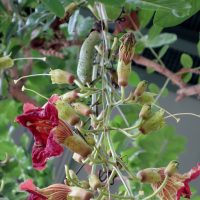 Kigélie d’Afrique, Saucissonnier