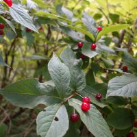 Chèvrefeuille des Alpes, Camérisier des Alpes