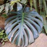 Faux philodendron, Monstera délicieux