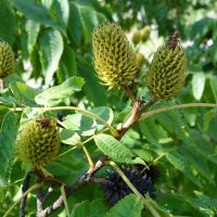 Platycarya de Chine, Noyer de Chine