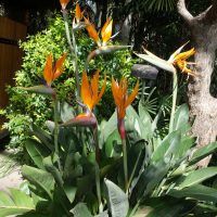 Oiseau de paradis, Strélitzia de la reine