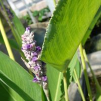 Thalie blanche, Thalie poudreuse, Canna d’eau, Rubanier des Indes