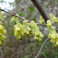 Corylopsis de Willmott, Corylopsis aux longs épis,  Faux noisetier de Chine