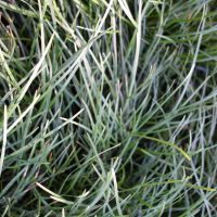 Ophiopogon du Japon, Herbe-aux-turquoises, Muguet du Japon, Barbe de serpent