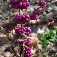 Symphorine rouge, Cassis indien