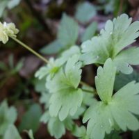 Adoxe musquée, Muscatelle, Moscatelline