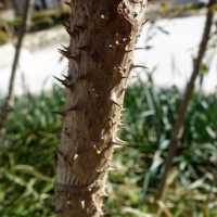 Angélique en arbre d’Amérique, Bâton du diable, Aralie épineuse
