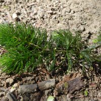 Cératophylle immergé, Cornifle immergé, Cératophylle épineux, Cornifle nageant,