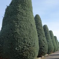 Cyprès blanc de l’Arizona, Cyprès glabre de l’Arizona ‘Conica’
