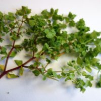 Euphorbe omblette, Petite euphorbe, Essule ronde