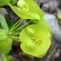 Euphorbe des bois, Euphorbe à feuilles d’amandier, Lait de pie